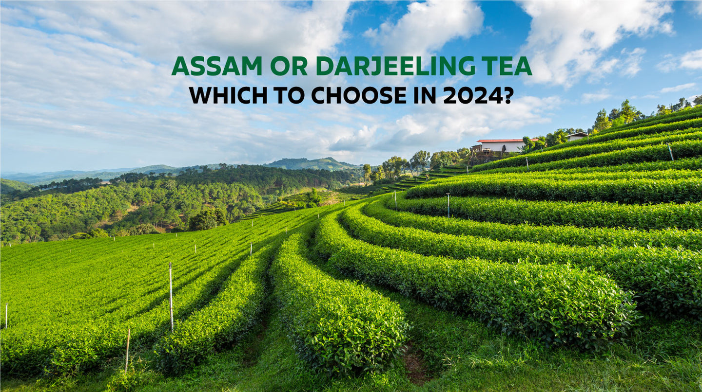 Assam Or Darjeeling Tea: Which One To Choose In 2024?