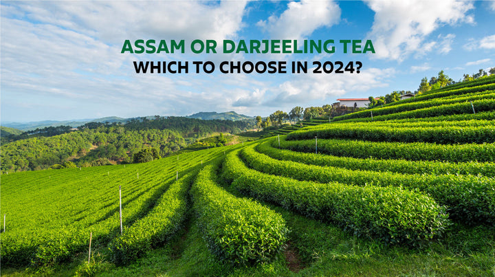 Assam Or Darjeeling Tea: Which One To Choose In 2024?